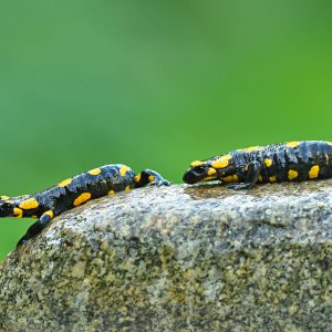 Salamandra plamista - Salamandra salamandra