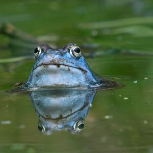 Żaba moczarowa (samiec) -Rana arvalis