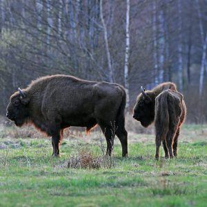 Żubr (byki) - Bison bonasus