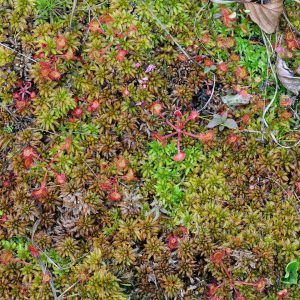 Rosiczka okrągłolistna - Drosera rotundifolia z żurawiną, mchami i torfowcami