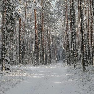 Zima w borze