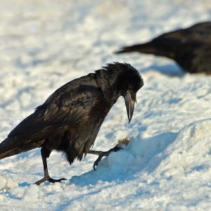 Gawrony - Corvus frugilegus