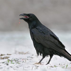 Kruk - Corvus corax