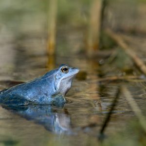 Żaba moczarowa (samiec godowo) - Rana arvalis