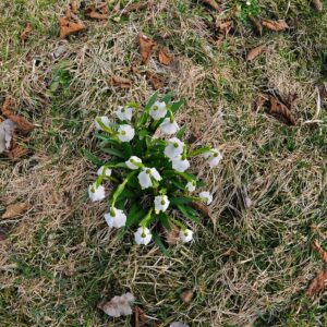 Śnieżyca wiosenna - Leucojum vernum