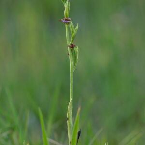 Storczyk Dwulistnik pszczeli - Ophrys-apifer