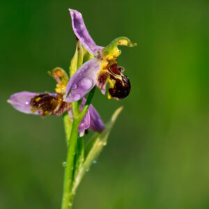 Storczyk Dwulistnik pszczeli - Ophrys-apifer