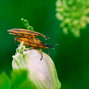 Kulczanka wodniczka – Lixus paraplecticus