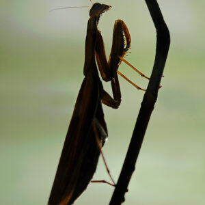 Modliszka (samica) – Mantis religiosa