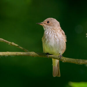 Muchołówka szara – Muscicapa striata