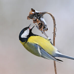 Sikora bogatka – Parus major